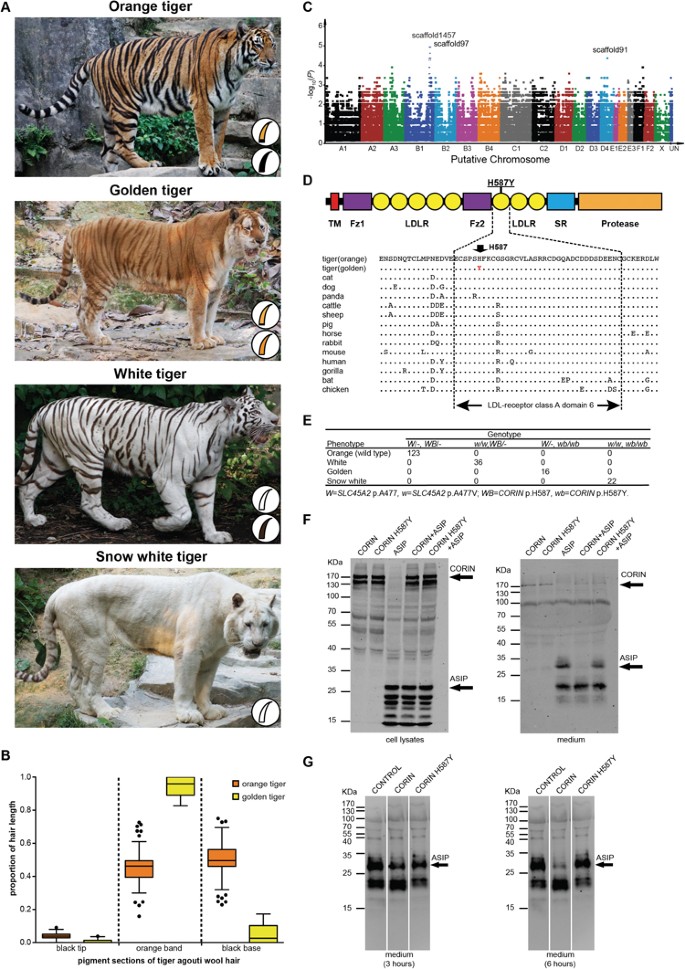 The genetics of tiger pelage color variations | Cell Research
