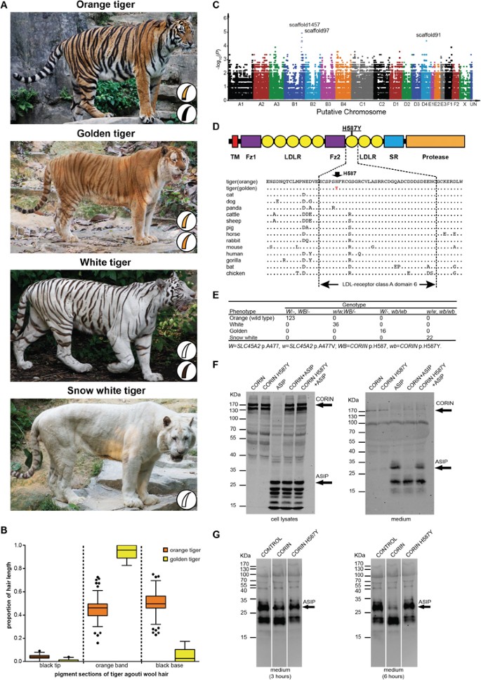 Bengal Tiger Vs Siberian Tiger Comparison - Nature Safari India