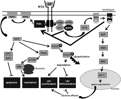 Germline Ptpn11 And Somatic Pik3ca Variant In A Boy With Megalencephaly Capillary Malformation Syndrome Mcap Pure Coincidence European Journal Of Human Genetics