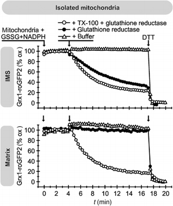 Glutathione redox potential in the mitochondrial intermembrane space is  linked to the cytosol and impacts the Mia40 redox state | The EMBO Journal  | Springer Nature Link