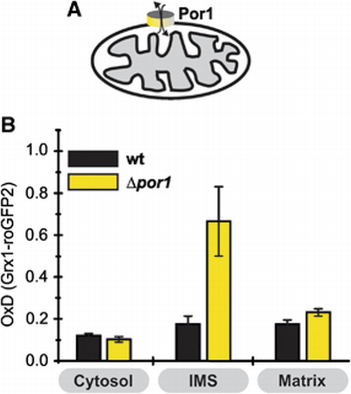 Glutathione redox potential in the mitochondrial intermembrane space is  linked to the cytosol and impacts the Mia40 redox state | The EMBO Journal  | Springer Nature Link