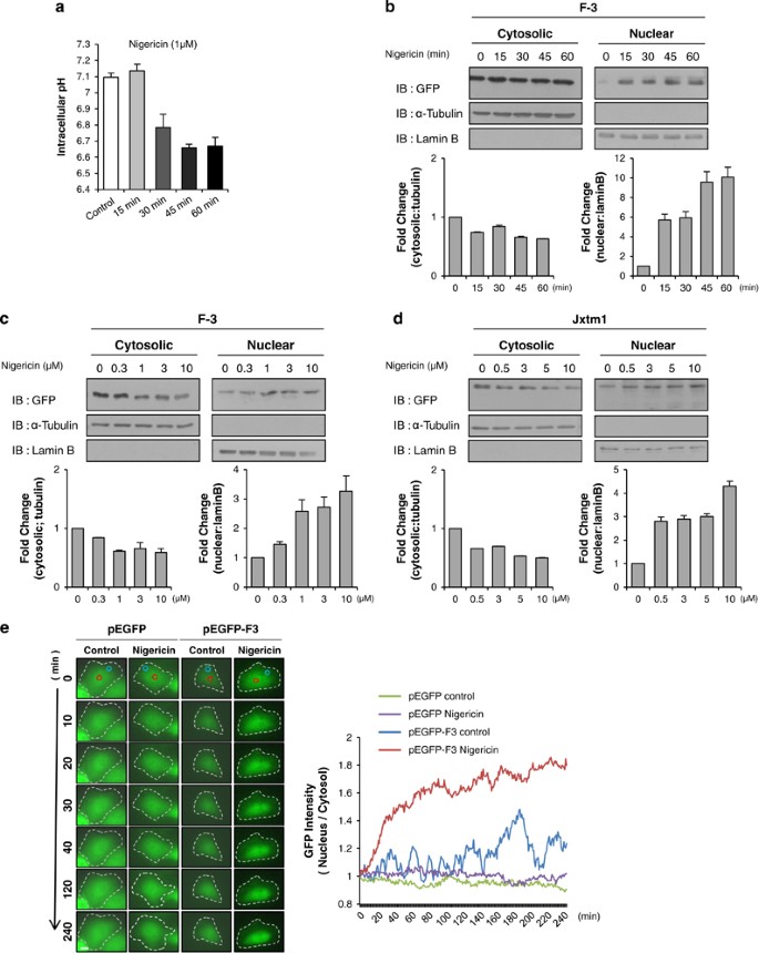 A Putative Ph Dependent Nuclear Localization Signal In The Juxtamembrane Region Of C Met Experimental Molecular Medicine