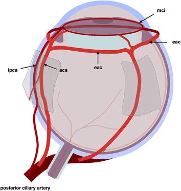 Re-orchestration of blood flow by micro-circulations | Eye