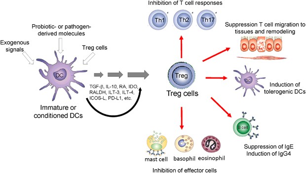 Regulatory T cells and immune regulation of allergic diseases: roles of IL- 10 and TGF-β | Genes & Immunity