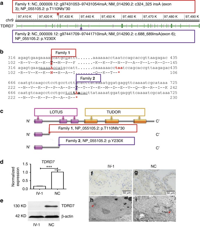 Figure 3: Bioinformatics and biochemical analysis of the TDRD7 mutations and expression in messenger RNA (mRNA) and protein.