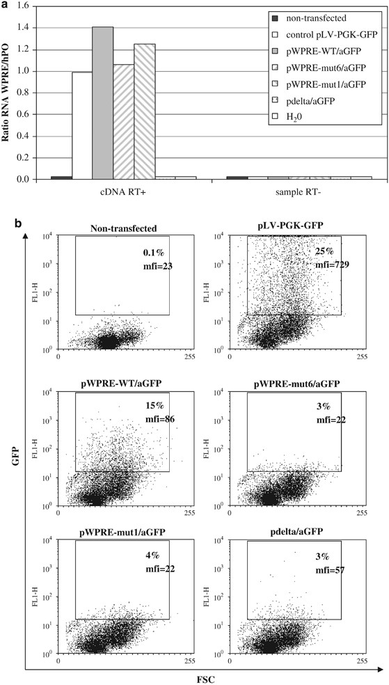 Validation Of A Mutated Pre Sequence Allowing High And Sustained Transgene Expression While Abrogating Whv X Protein Synthesis Application To The Gene Therapy Of Was Gene Therapy