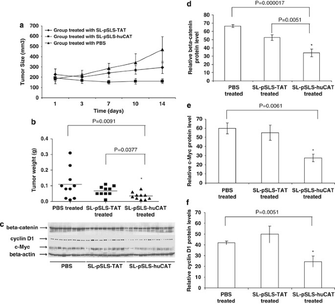 Targeting Tumor Gene By Shrna Expressing Salmonella Mediated Rnai Gene Therapy