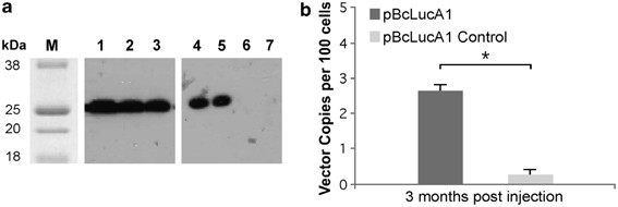 Non-viral S/MAR vectors replicate episomally in vivo when provided with a  selective advantage | Gene Therapy