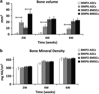 Bmp 6 Is More Efficient In Bone Formation Than Bmp 2 When Overexpressed In Mesenchymal Stem Cells Gene Therapy Bmp 6 Is More Efficient In Bone Formation Than Bmp 2 When Overexpressed In Mesenchymal Stem Cells Gene Therapy