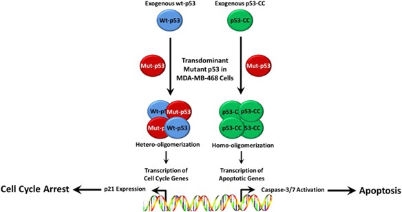 Re-engineered p53 activates apoptosis in vivo and causes primary tumor  regression in a dominant negative breast cancer xenograft model | Gene  Therapy