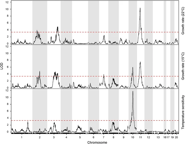 QTL mapping of temperature sensitivity reveals candidate genes for thermal adaptation and growth morphology in the plant pathogenic fungus Zymoseptoria tritici