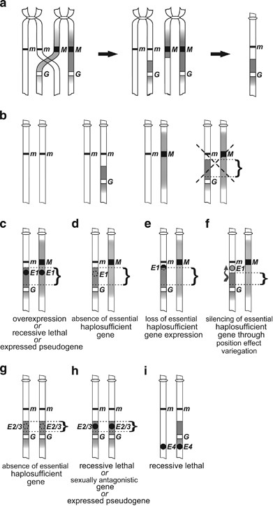 PDF) Lack of sex chromosome specific meiotic silencing in platypus