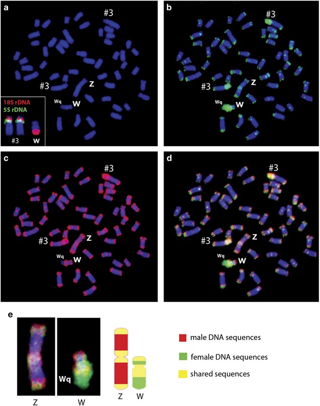 Highly Conserved Z And Molecularly Diverged W Chromosomes In The Fish Genus Triportheus Characiformes Triportheidae Heredity