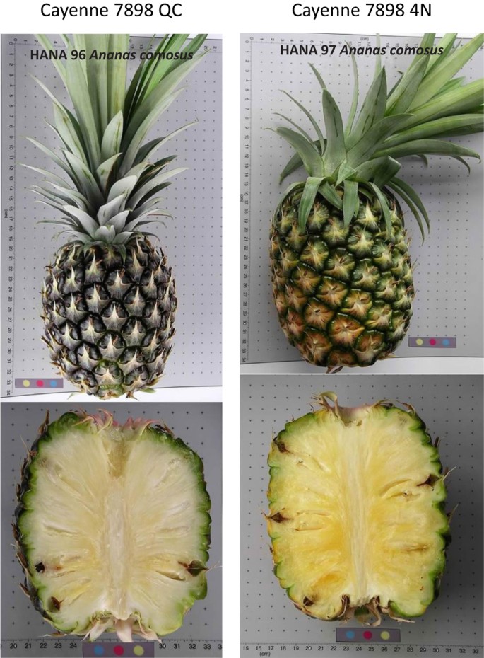 Developing Single Nucleotide Polymorphism Markers For The Identification Of Pineapple Ananas Comosus Germplasm Horticulture Research