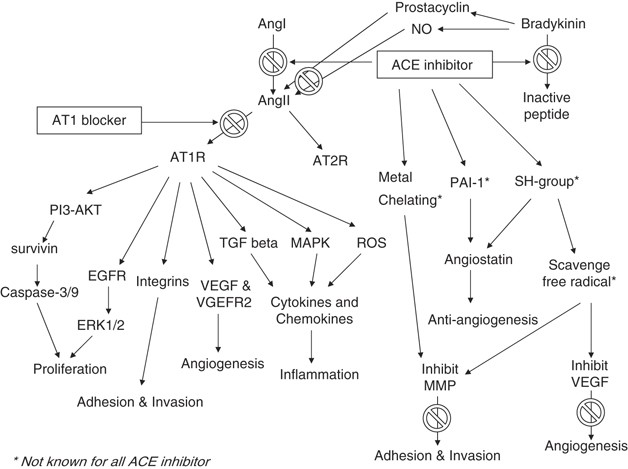 Reinventing The Ace Inhibitors Some Old And New Implications Of