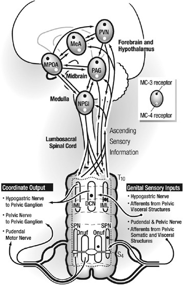 does melanotan increase libido Preclinical effects of melanocortins in male sexual dysfunction