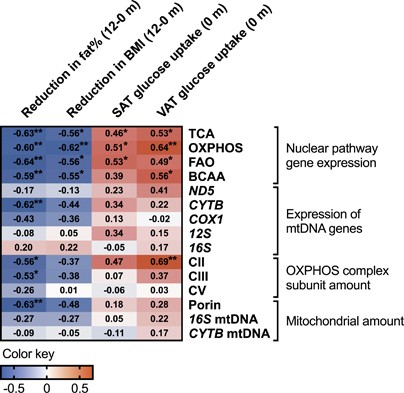 Adipose Tissue Mitochondrial Capacity Associates With Long Term Weight Loss Success International Journal Of Obesity