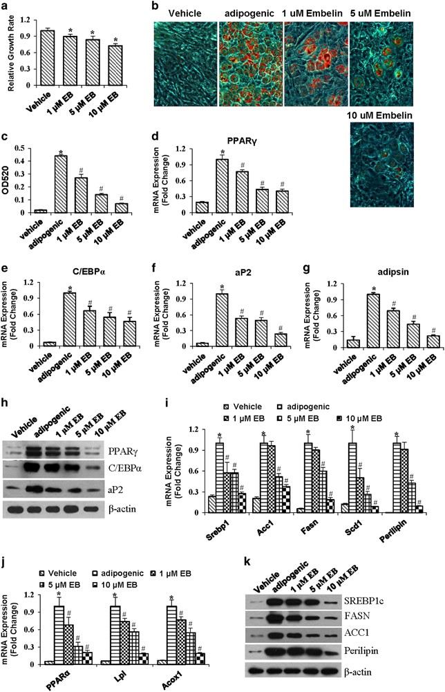 Embelin Attenuates Adipogenesis And Lipogenesis Through Activating Canonical Wnt Signaling And Inhibits High Fat Diet Induced Obesity International Journal Of Obesity