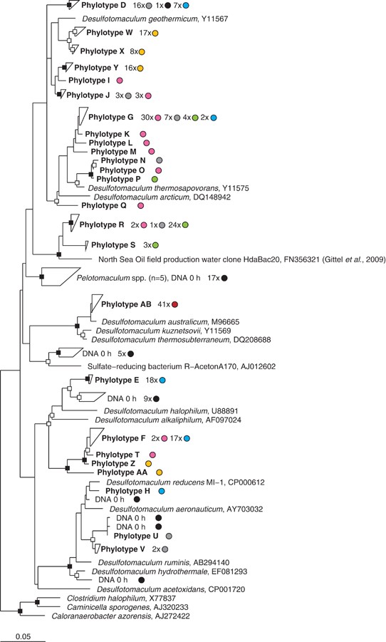Dispersal Of Thermophilic Desulfotomaculum Endospores Into Baltic Sea Sediments Over Thousands Of Years The Isme Journal