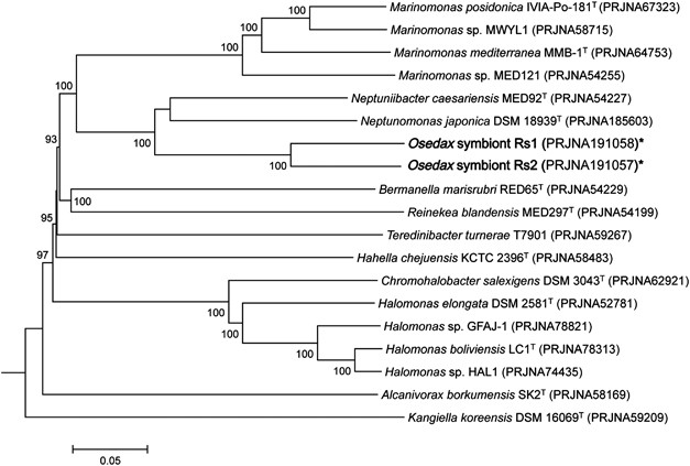 Distinct genomic routes underlie transitions to specialised symbiotic  lifestyles in deep-sea annelid worms