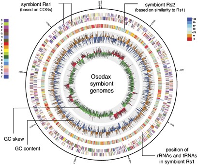 Distinct genomic routes underlie transitions to specialised symbiotic  lifestyles in deep-sea annelid worms