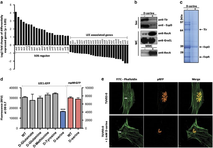 The Host Metabolite D Serine Contributes To Bacterial Niche Specificity Through Gene Selection The Isme Journal
