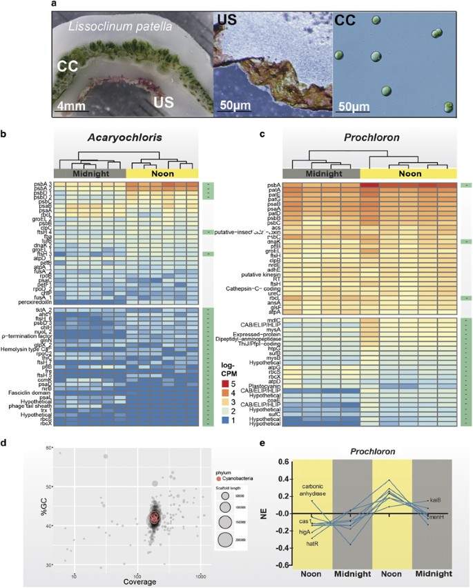 In Situ Metabolomic And Transcriptomic Profiling Of The Host Associated Cyanobacteria Prochloron And Acaryochloris Marina The Isme Journal In Situ Metabolomic And Transcriptomic Profiling Of The Host Associated Cyanobacteria Prochloron And Acaryochloris Marina The Isme Journal