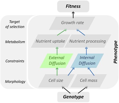 hypothesis of bacterial growth figure 3