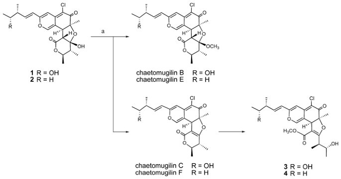 Absolute stereostructures of chaetomugilins 