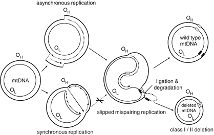 mitochondrial dna large scale deletions