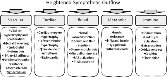 morfin elasticitet øverst The sympathetic nervous system and blood pressure in humans: implications  for hypertension | Journal of Human Hypertension