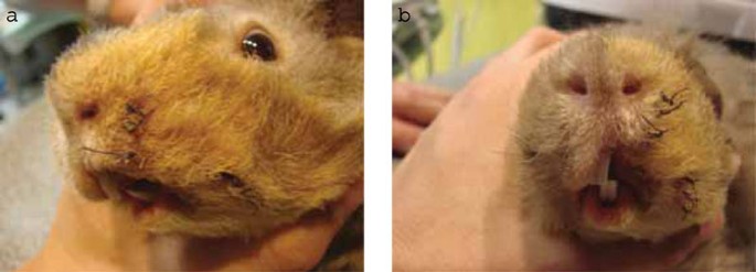 ivomec for guinea pigs