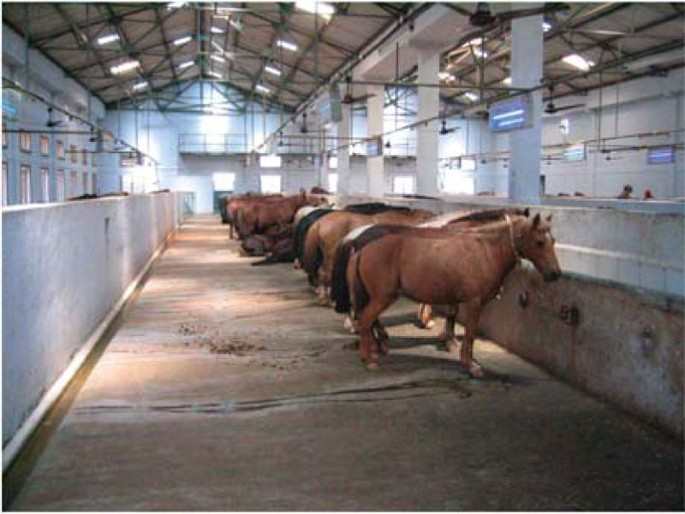 animal testing on horses