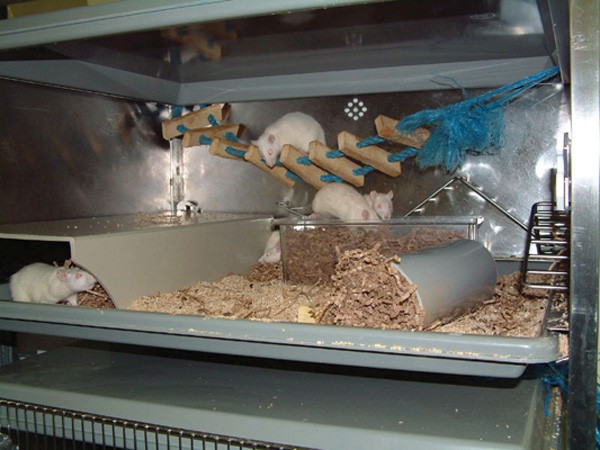 rat housing requirements