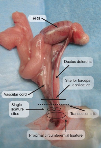 wumen castrations Intra-abdominal castration in the rat | Lab Animal
