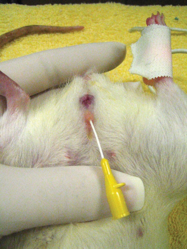 Urethral catheterization of the female rat | Lab Animal Urethral catheterization of the female rat | Lab Animal