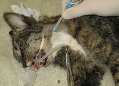 cat feeding tube placement