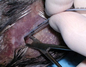 Air sac cannula placement in birds | Lab Animal