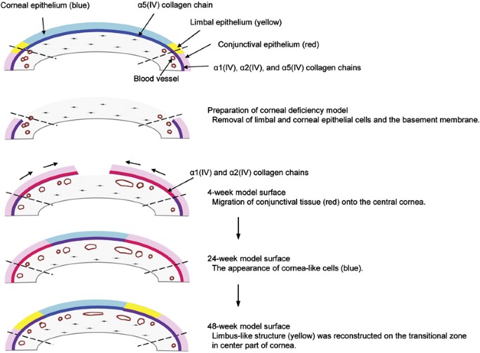 Basement Membrane Zone : Skin Basement Membrane The Foundation Of Epidermal Integrity Bm Functions And Diverse Roles Of Bridging Molecules Nidogen And Perlecan - Basement membrane zone ab ql (s).