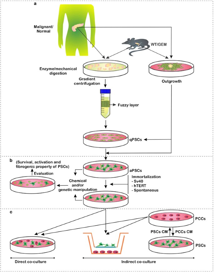 Experimental Models Of Pancreatic Cancer Desmoplasia Laboratory Investigation