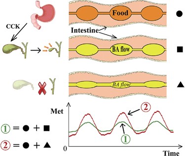 cholecystectomy and glp 1 Cholecystectomy as a risk factor of metabolic syndrome: from epidemiologic  clues to biochemical mechanisms