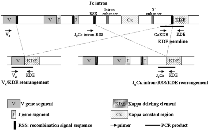 Indications for peripheral light-chain revision and somatic hypermutation  without a functional B-cell receptor in precursors of a composite diffuse  large B-cell and Hodgkin's lymphoma | Laboratory Investigation