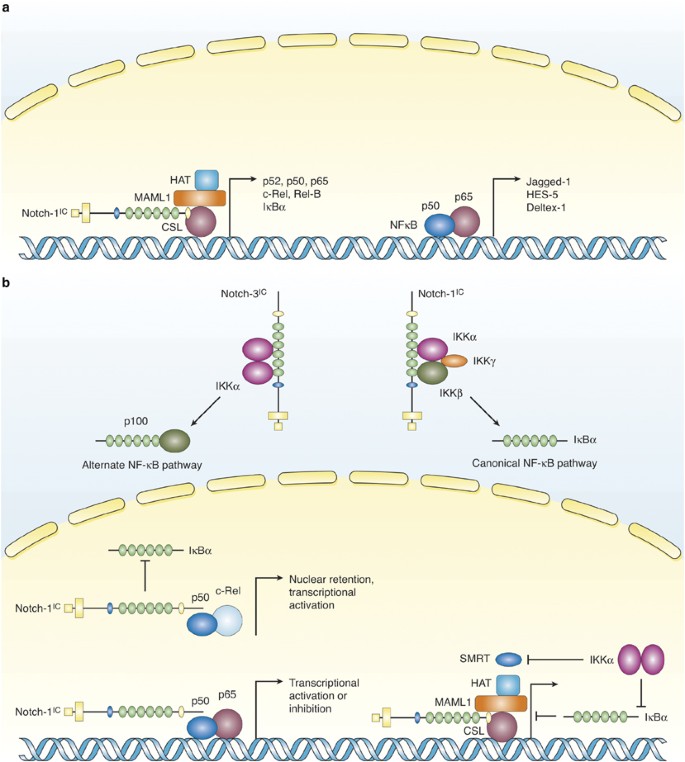 Off the beaten pathway: the complex cross talk between Notch and NF- κ B |  Laboratory Investigation