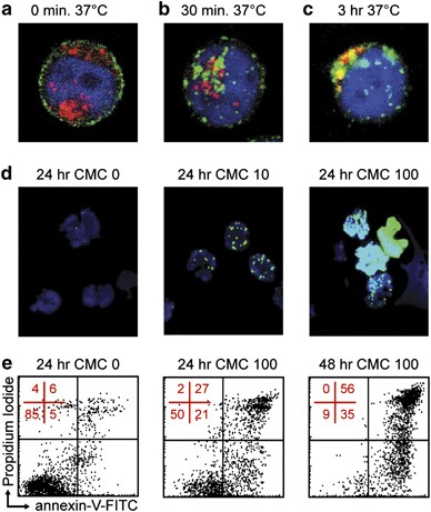 The Novel Calicheamicin Conjugated Cd22 Antibody Inotuzumab Ozogamicin Cmc 544 Effectively Kills Primary Pediatric Acute Lymphoblastic Leukemia Cells Leukemia