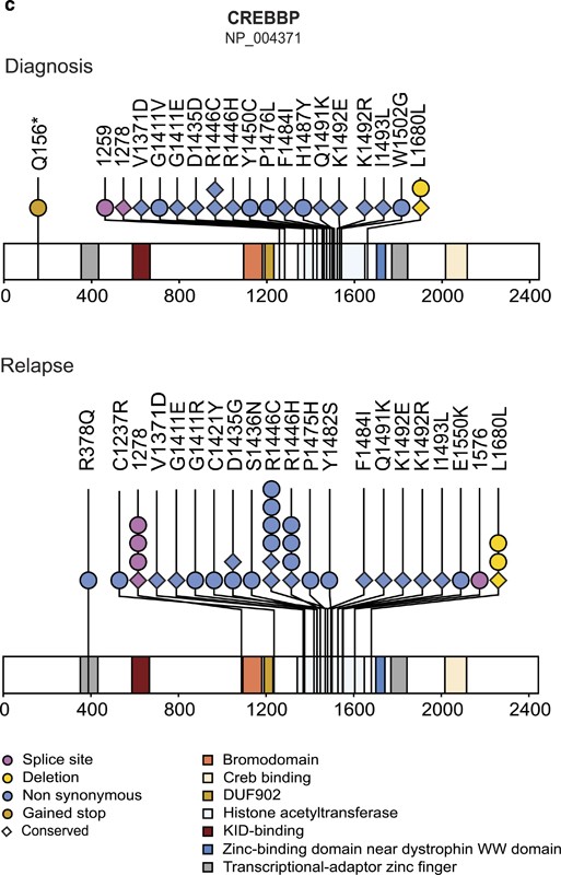 Microdeletions and mutations of CREBBP (CBP) gene can cause