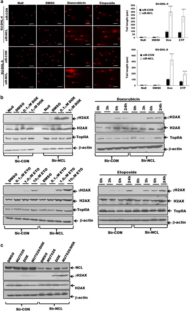 Targeting Nucleolin For Better Survival In Diffuse Large B Cell Lymphoma Leukemia