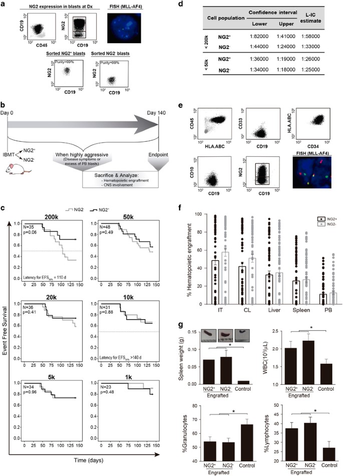 Ng2 Antigen Is Involved In Leukemia Invasiveness And Central Nervous System Infiltration In Mll Rearranged Infant B All Leukemia ng2 antigen is involved in leukemia