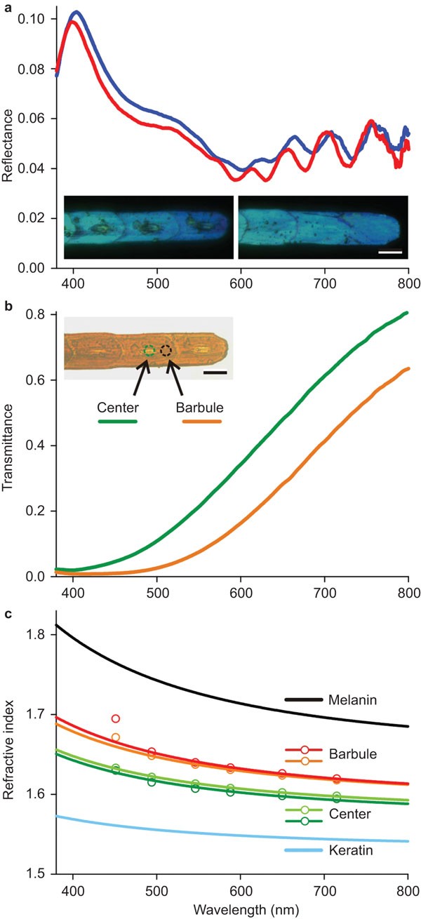 Using Microspectrometry to Examine Bird Feather Barbules