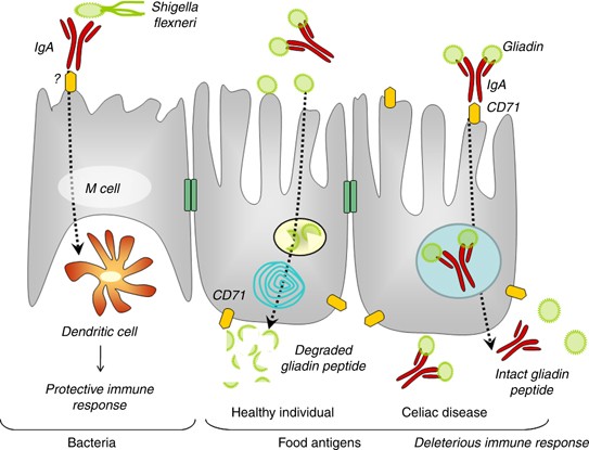 Multiple facets of intestinal permeability and epithelial handling of  dietary antigens | Mucosal Immunology