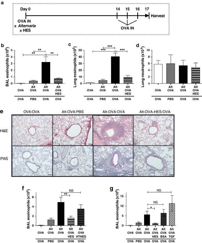 Blockade Of Il 33 Release And Suppression Of Type 2 Innate Lymphoid Cell Responses By Helminth Secreted Products In Airway Allergy Mucosal Immunology